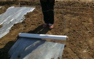 油葵的種植方法，栽種之前將種子進行浸泡處理