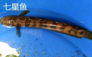 七星魚的壽命，一般可存活10-15年