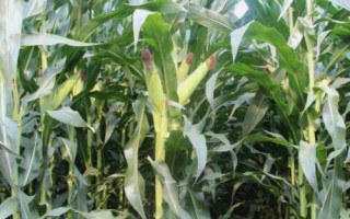 登海圣豐168玉米種簡(jiǎn)介，適宜密度為每畝5000株左右