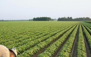 南豆24大豆品種簡(jiǎn)介，花莢期注意防治豆莢螟及鼠害