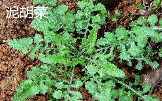 農(nóng)村常見的野草，常見的有苘麻、艾草等
