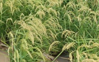 天隆粳5號(hào)水稻種子介紹，常規(guī)粳稻品種
