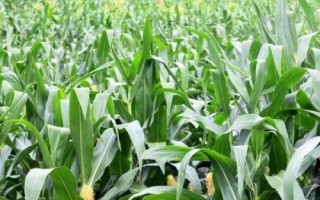 國倉333玉米種子特點，在適應(yīng)區(qū)5月5日左右播種