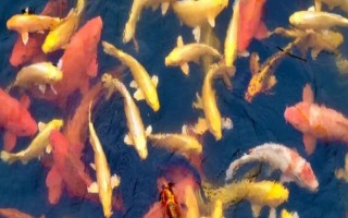 錦鯉不動(dòng)飄在水中的原因，可能已經(jīng)進(jìn)入睡眠狀態(tài)
