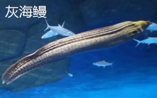黑鰻魚和黃鰻魚的區(qū)別，顏色存在明顯差異