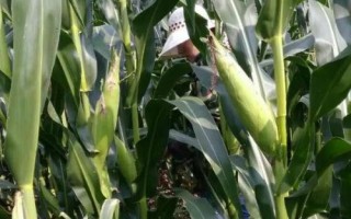 鄭原玉435玉米種簡介，平均生育期101.5天