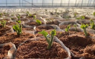 什么時候種植佛手瓜，在4-5月份種植可提高成活率