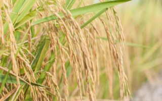欣兩優(yōu)一號水稻品種的特性，每畝有效穗數(shù)16.0萬穗