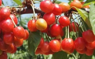 河南洛寧縣的特產(chǎn)，淡竹栽培歷史悠久
