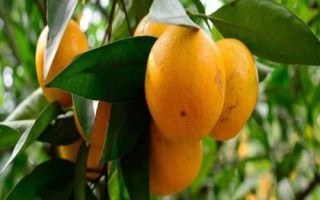 橘子的產(chǎn)地分布，主產(chǎn)于廣東、湖南、四川、廣西等省份