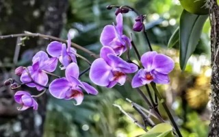 中國稀有蘭花生長在哪些地方，主要生長在廣東、廣西、云南等地