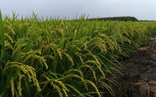 荃優(yōu)絲苗水稻種子特點，全生育期136.3天