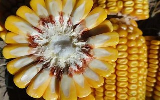 大民399玉米種子特征特性，中抗大斑?。?-5級）