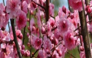梅花的花期有多長(zhǎng)，通常持續(xù)一個(gè)月左右