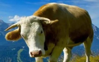 牛有多少個胃，具有瘤胃、網(wǎng)胃、瓣胃、皺胃