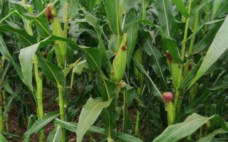 陜K512玉米品種的特性，中抗大斑病