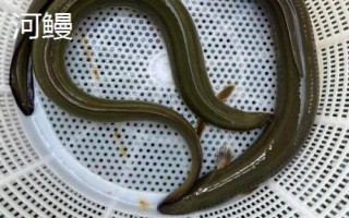 黑鰻魚和黃鰻魚的區(qū)別，顏色存在明顯差異
