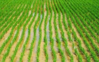 津原U9水稻品種的特性，全生育期175天