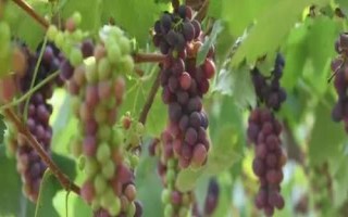 北京市延慶縣的特產(chǎn)，包括延慶杏、延慶國光蘋果、燕山板栗等種類
