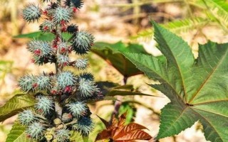 種100畝蓖麻能賺多少，收益為20-50萬不等