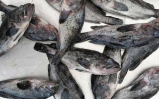 黑頭魚是不是海魚，分布于太平洋的西部海域