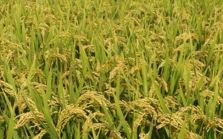 嘉興8號水稻種子介紹，全生育期108.3天
