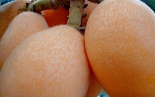 受歡迎的枇杷品種，有大五星枇杷、早鐘六號(hào)枇杷等