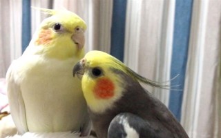 玄鳳鸚鵡最適合什么樣的鳥籠，用金屬的籠具飼養(yǎng)最為合適
