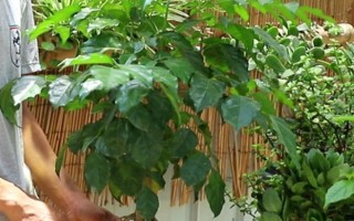 夏天幸福樹多久澆一次水，間隔2-3天就要澆一次水