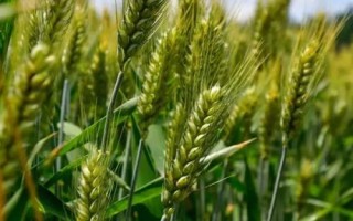 先麥23小麥品種的特性，弱春性品種