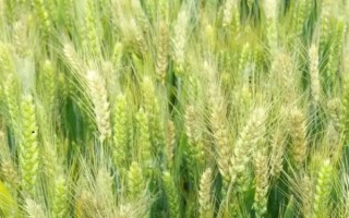 中信麥78小麥種子特征特性，該品種屬半冬性中熟品種