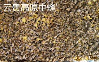 土蜂屬于哪種蜜蜂，一般是指中華蜜蜂