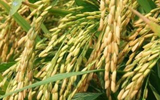 泗稻301水稻種子特征特性，當每畝莖蘗苗達夠穗苗時