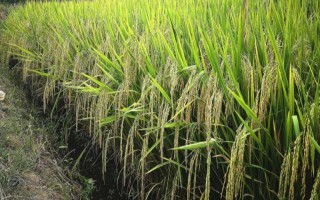 C兩優(yōu)755水稻品種簡介，湘北提早2～3天播種