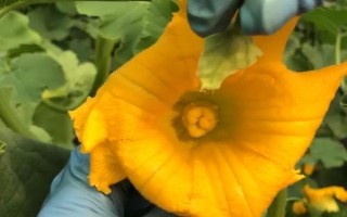 南瓜開花后多少天能收，開花之后1-2個月就會成熟