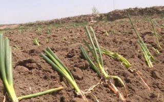 紅蔥的種植方法，將鱗莖插入土壤、讓生長點露出土面即可