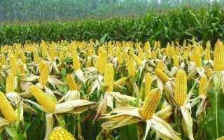 創(chuàng)玉38玉米種子介紹，生育期108.5天