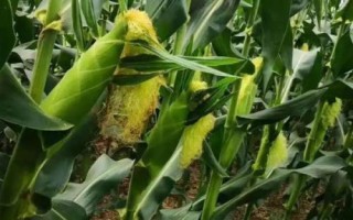 桂單239玉米種子特征特性，該品種持綠性好