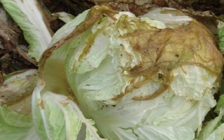 大白菜儲存期間怎么防治性軟腐病，應(yīng)先做好田間防治工