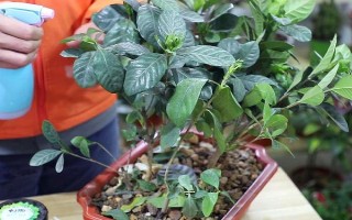 梔子花水培生根后如何移植，移植后澆水時(shí)加入少許壯根粉