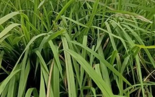 農(nóng)村常見的野草，常見的有苘麻、艾草等
