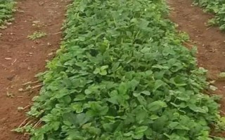 11月種草莓苗能否成活，在大棚內(nèi)種植可以存活