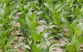 天貴糯502玉米品種簡(jiǎn)介，或播種時(shí)間隔離不少于20天