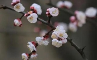 杏花開放的節(jié)氣，最早開放節(jié)氣為雨水