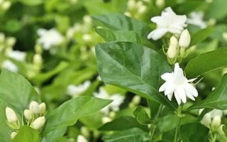 哪些花卉在正月開放，有梅花、水仙花、蟹爪蘭等品種