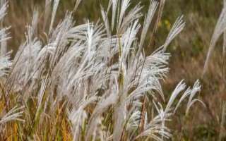 芒草和荻的區(qū)別是什么，種屬、植物樣式均不同