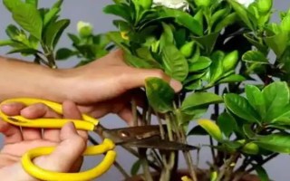 梔子花春天的養(yǎng)殖方法，春天要讓其有充足的水肥