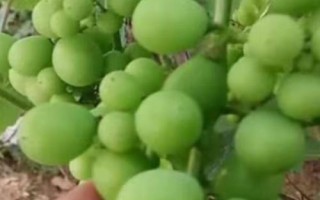 葡萄粒小的原因，品種原因或氮肥施用過量均會導(dǎo)致