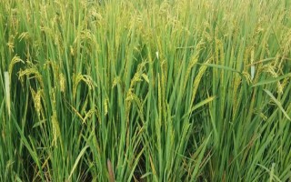 深優(yōu)9586水稻種子特征特性，每畝有效穗18萬穗