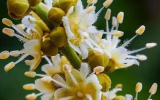 如何促進(jìn)龍眼花芽分化，可在冬季增施鉀肥